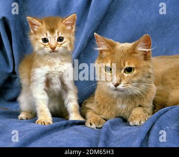 Fawn Somali Domestic Cat, Mother and Kitten Stock Photo