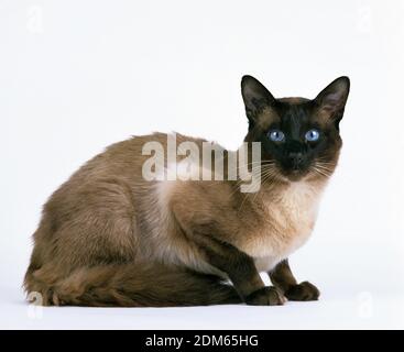 Balinese Domestic Cat against White Background Stock Photo