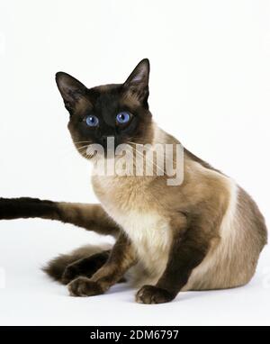 Balinese Domestic Cat against White Background Stock Photo