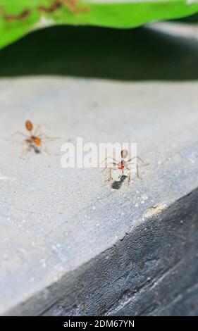 A red ant or fire ants carrying a grain of rice Stock Photo - Alamy