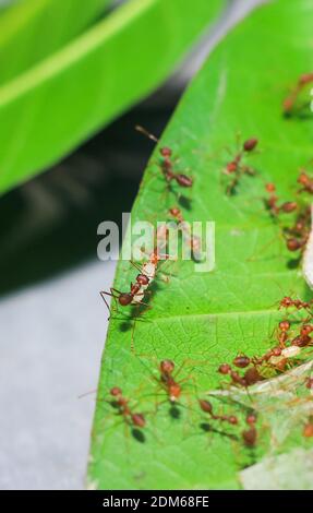 Red ants (fire ant, Solenopsis geminate) helping each other carry a grain of rice. Stock Photo