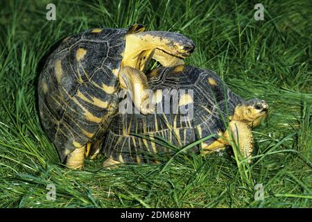 Madagascar Radiated Turtoise, geochelone radiata, Pair mating Stock Photo