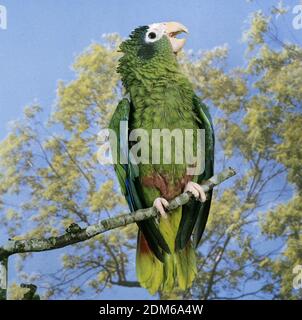 Hispaniolan Parrot, amazona ventralis, Adult standing on Branch, Calling Stock Photo