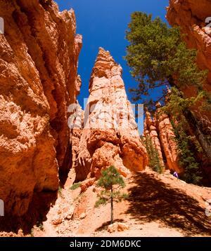 Bryce Canyon National park,  lower section of 'wall street' on Navajo trail Stock Photo