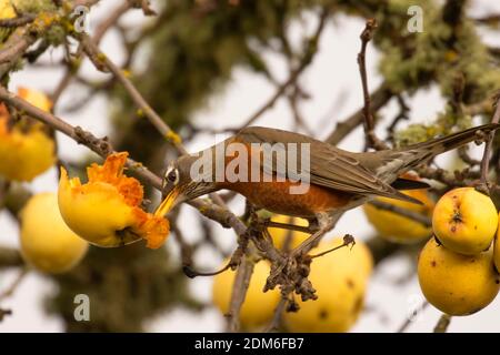 American robin (Turdus migratorius), William Finley National Wildlife Refuge, Oregon Stock Photo