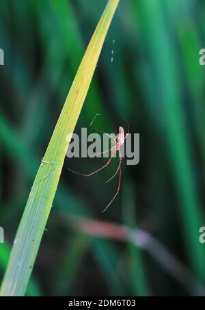 Spider sitting on the web with green background. Dewdrops on spider web (cobweb) closeup with green background for the wallpaper. Stock Photo