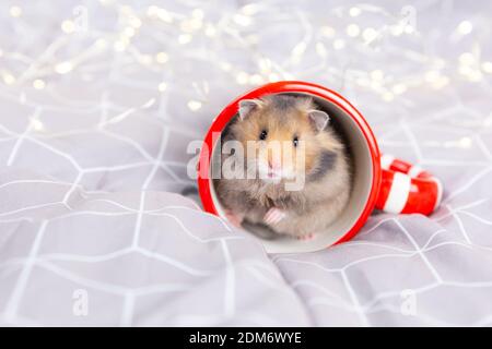 A cute fluffy golden hamster with black eyes sits in a red overturned cup and looks at the camera. Stock Photo