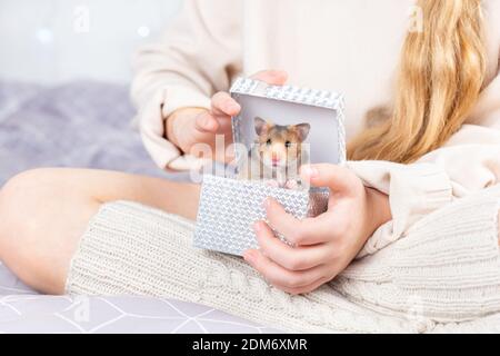 A cute fluffy golden hamster looks out of a gift box in the hands of a girl in knitted home clothes and looks at camera Stock Photo