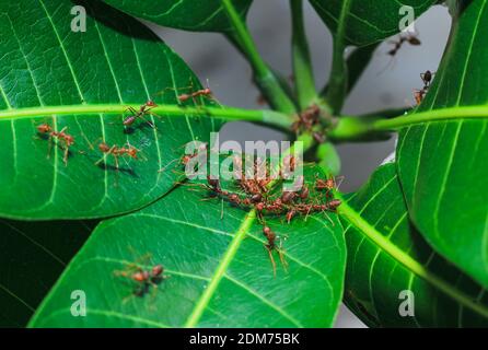 Red weaver ants teamwork, Red ants teamwork. Concept of teamwork together. Red fire ants building nest. Ants nest from the leaves. Stock Photo