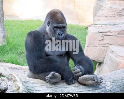 western-lowland-gorilla-
