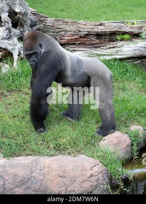 western-lowland-gorilla-