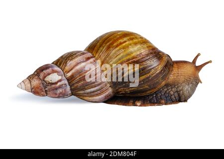 big brown snail goes away isolated on white background.  Stock Photo