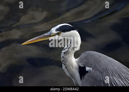 Gray heron in its natural habitat, always looking for food. Stock Photo