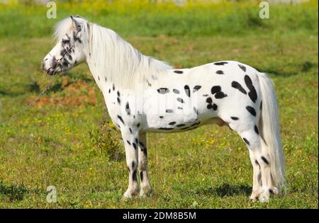 spotted pony standing in field Stock Photo