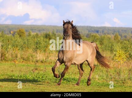 horse in autumn Stock Photo