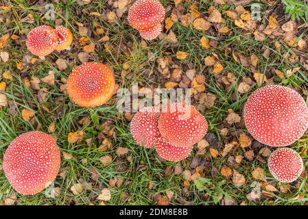 Numerous, Glowing Toadstools In Autumn Stock Photo