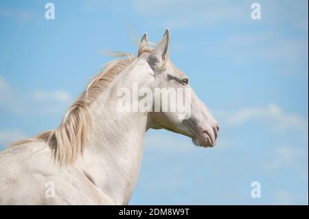 horse and sky Stock Photo