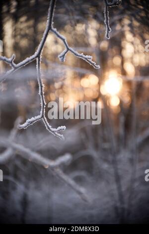 branches covered with ice on winter day on blurry background of sunlight Stock Photo
