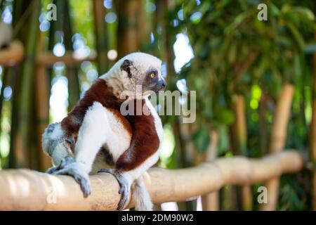 The Coquerel Sifaka in its natural environment in a national park on the island of Madagascar. Stock Photo