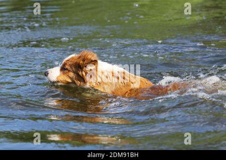 dog swimming Stock Photo