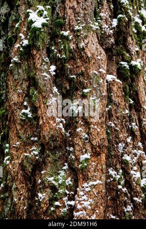 Abstract shot of tree bark covered in snow and moss in forest Stock Photo