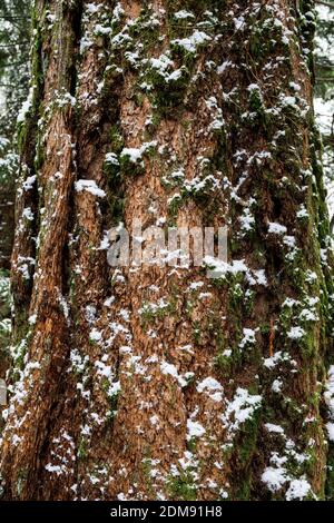Close up of large tree trunk covered in moss and snow in forest Stock Photo
