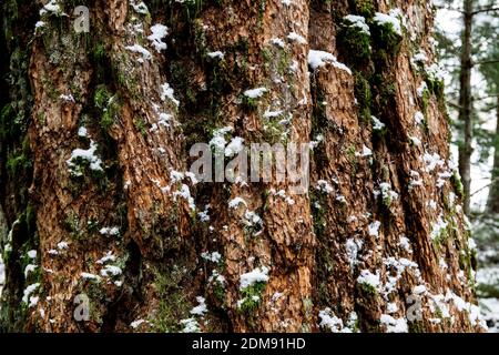 Detail of tree bark coved in moss and snow in forest Stock Photo