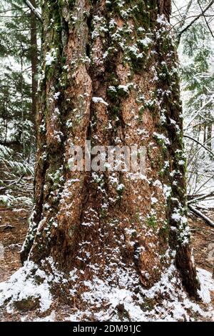 Tree trunk of old growth tree covered in moss and snow in forest Stock Photo