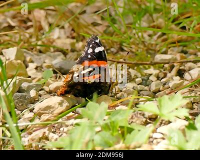 Red Admiral On A Meadow In Germany Stock Photo