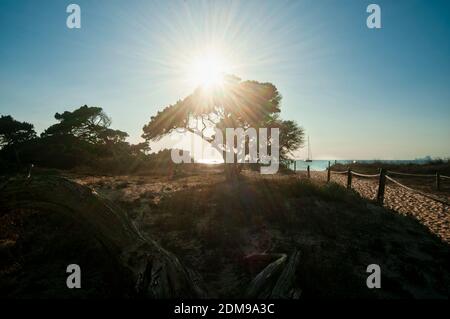 Beautiful summer landscape, Mediterranean island, blue sky in the background and sun rays pass through the leaves of a tree on the beach in the island Stock Photo