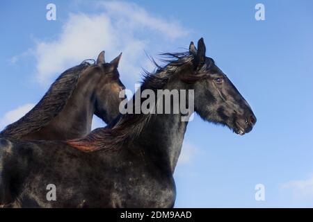 frisian horses against the blue sky Stock Photo