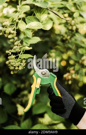 Woman with scissors pruning tree in a garden. Stock Photo