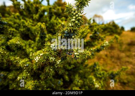Juniper Berries On Its Bush Stock Photo