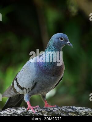 Close-up Of Pigeon Stock Photo - Alamy
