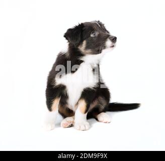 puppy isolated over a white Stock Photo