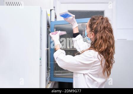 Young female scientist wearing face mask taking out culture plates from laboratory oven. Laboratory research concept. Stock Photo