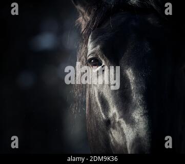 horse eye in dark Stock Photo