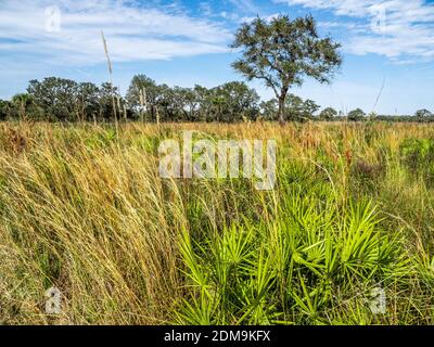 Single tree in sawgrass prairie on a blue sky sunny day in Myakka River State Park in Sarasota Florida USA Stock Photo