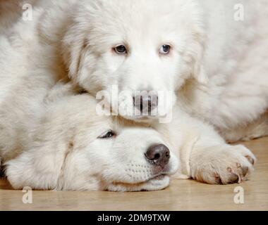 puppies closeup Stock Photo