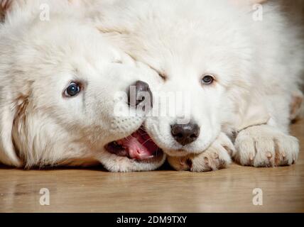 fluffy puppies Stock Photo