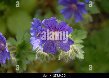 Pretty violet flowers, known as Cranesbill Geranium x magnificum Rosemoor Stock Photo