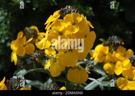 Bright yellow wall flower, also known as Erysimum, Walbertons Fragrant Sunshine Stock Photo