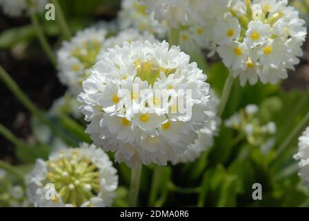 White candelabra primrose flowers, also known as Primula denticulata var. alba Stock Photo