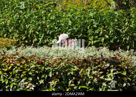 A tan chinese asian gardener wearing a cap working under the hot sun, he is in the bushes pulling out the weeds. Stock Photo