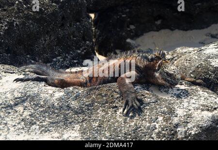 Galapagos Marine Iguana on Santa Cruz Galapagos. Stock Photo