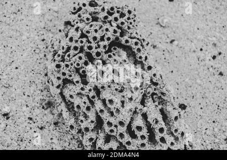 Black and white photo of a piece of coral washed up on the sandy beach in Galapoges Islands. Stock Photo