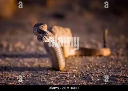 Western diamondback rattlesnake rises from dirt road looking at camera in low angle close up view. Stock Photo