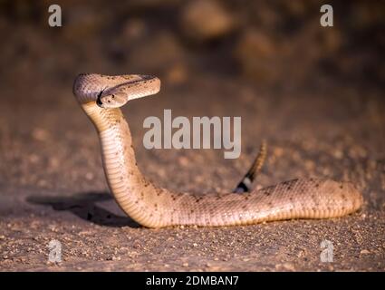 Western diamonback rattlesnake up in defensive S position in low angle close up image taken at night on a dirt road in Arizona. Stock Photo
