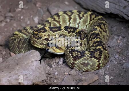 Beautiful blacktail rattlesnake coiled on dirt ground with tongue extended onto rock in close up image. Stock Photo