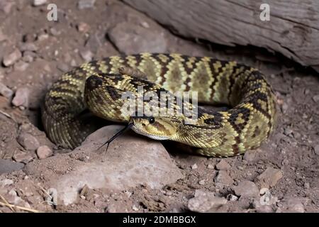 Black-tailed rattlesnake on dirt floor in Arizona coiled up with tongue extended in close up image. Stock Photo